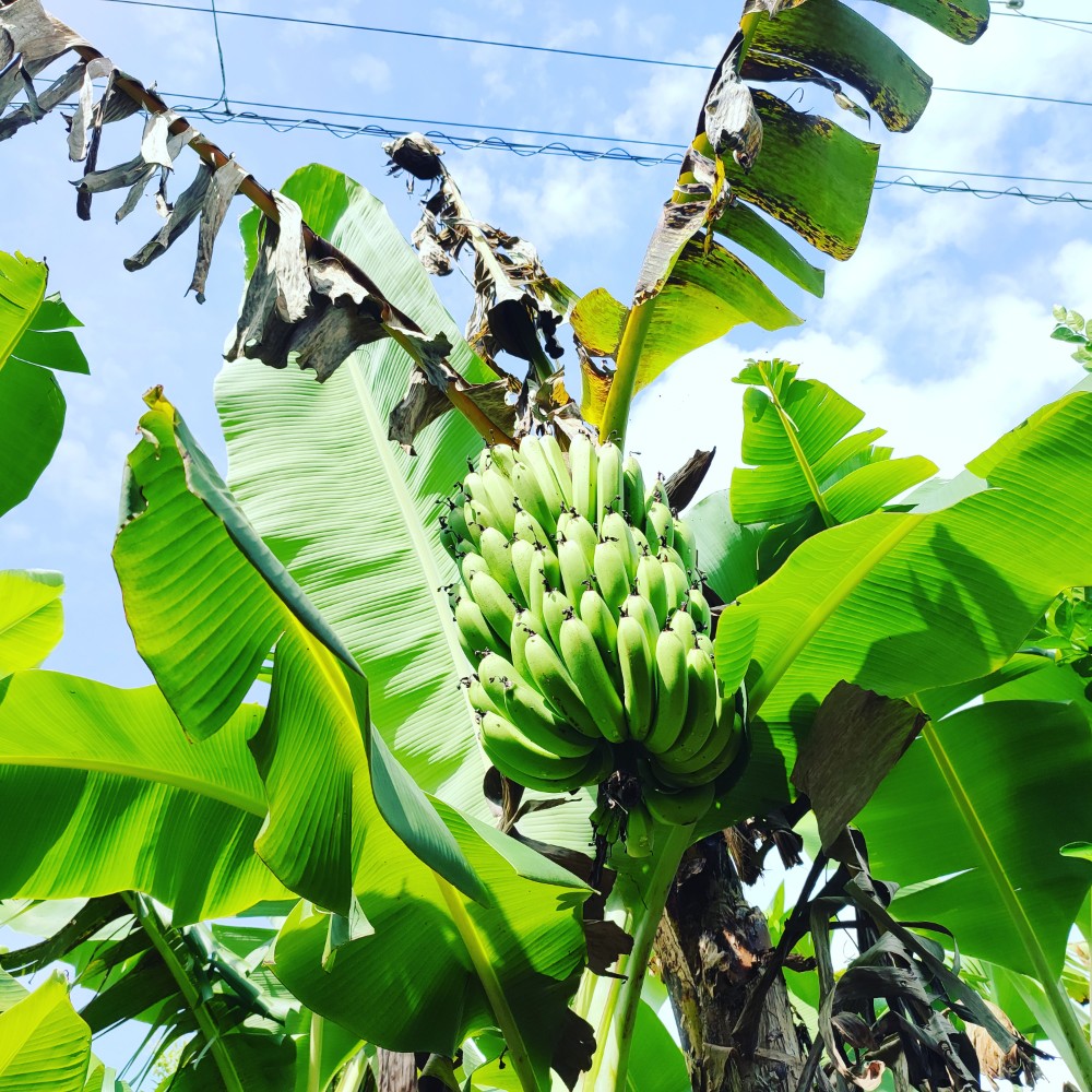 謝名城で見かけた、青空を背景にした島バナナ