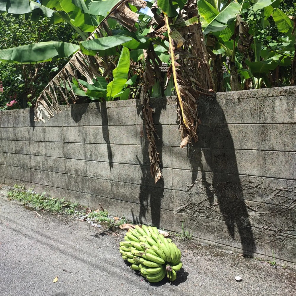 道路に落ちてしまった島バナナ