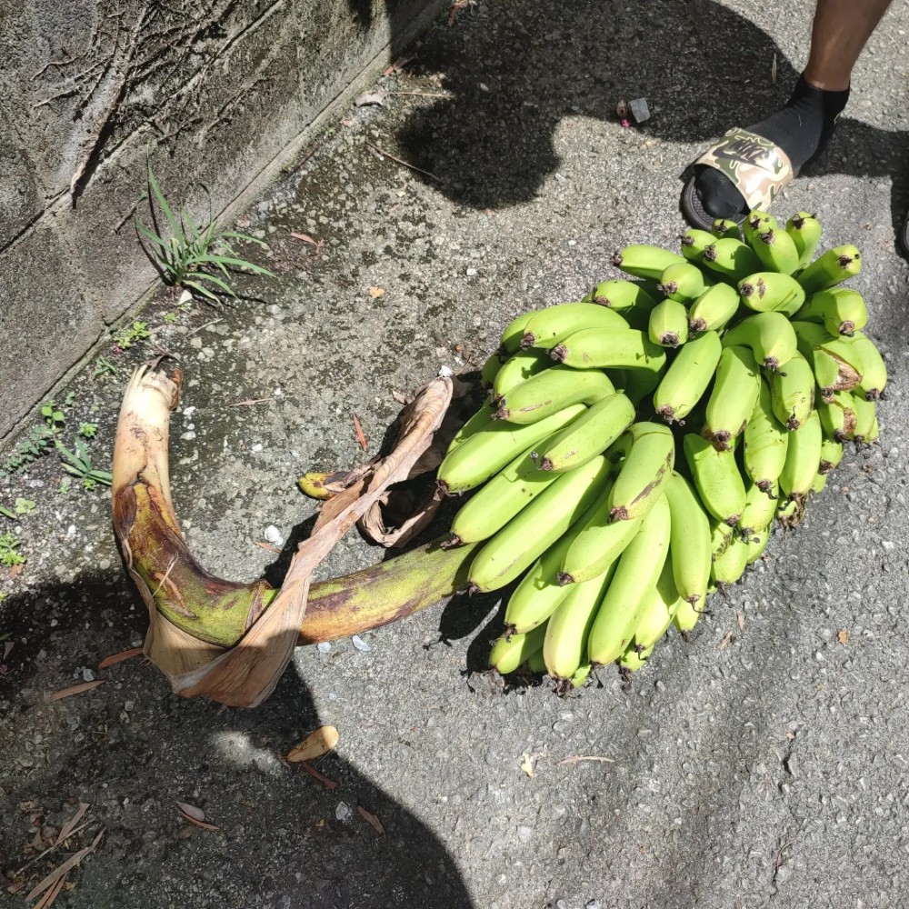 落ちた島バナナを近くで見た様子