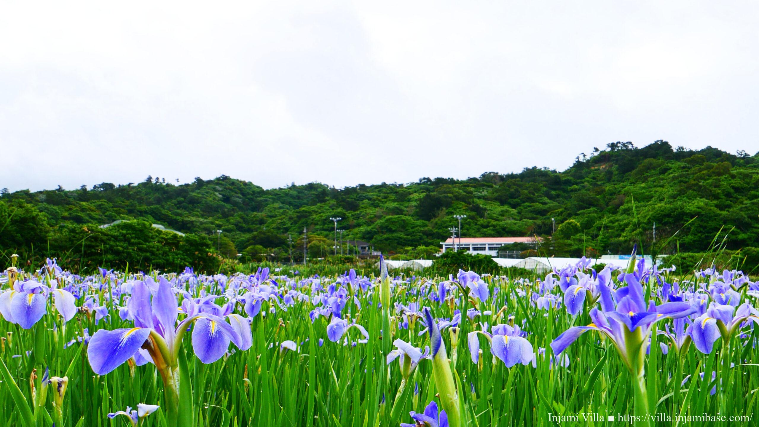 喜如嘉のターブクを彩るオクラレルカ。喜如嘉集落近くに広がる春の風景