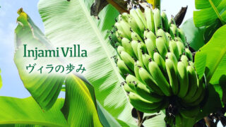 インジャミヴィラの歩みを表すカテゴリ用アイキャッチ。青いバナナの房と「Injami Villa ヴィラの歩み」の文字