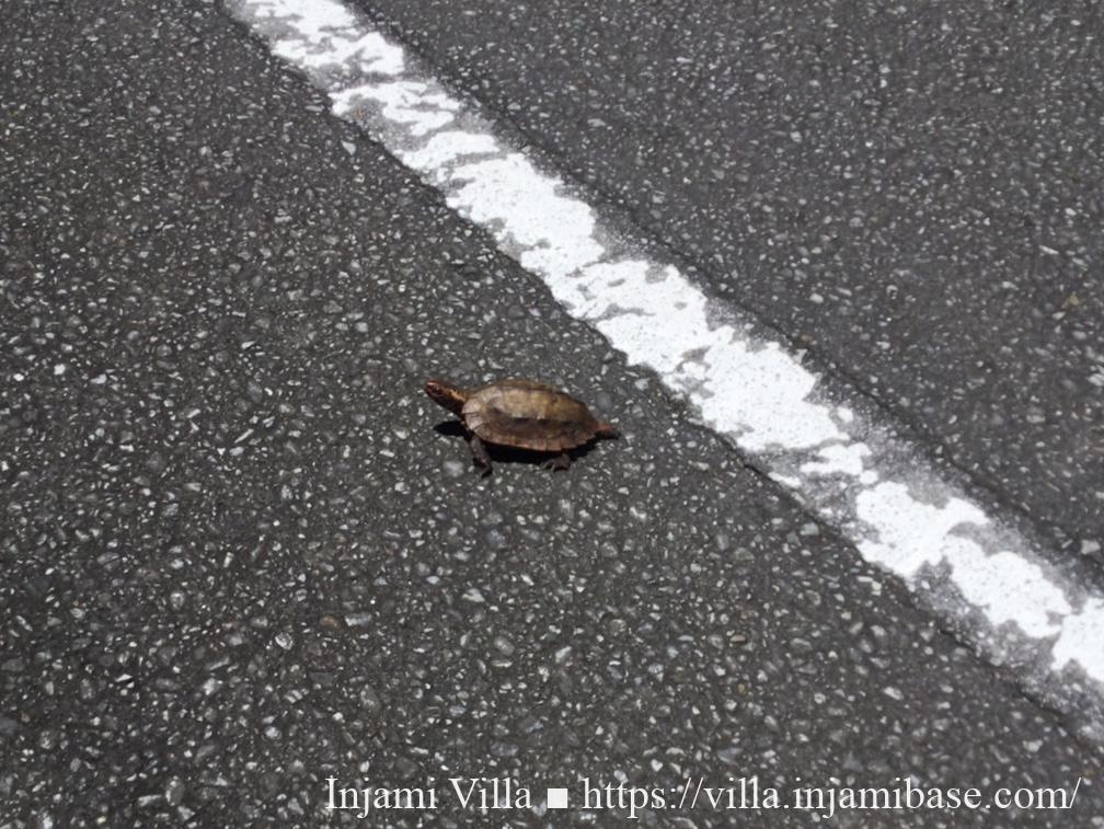 東村の農道で白線近くにいたリュウキュウヤマガメ