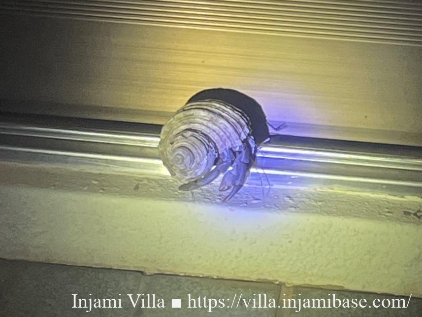 大きな貝殻を背負い、建物の外を歩くヤドカリ