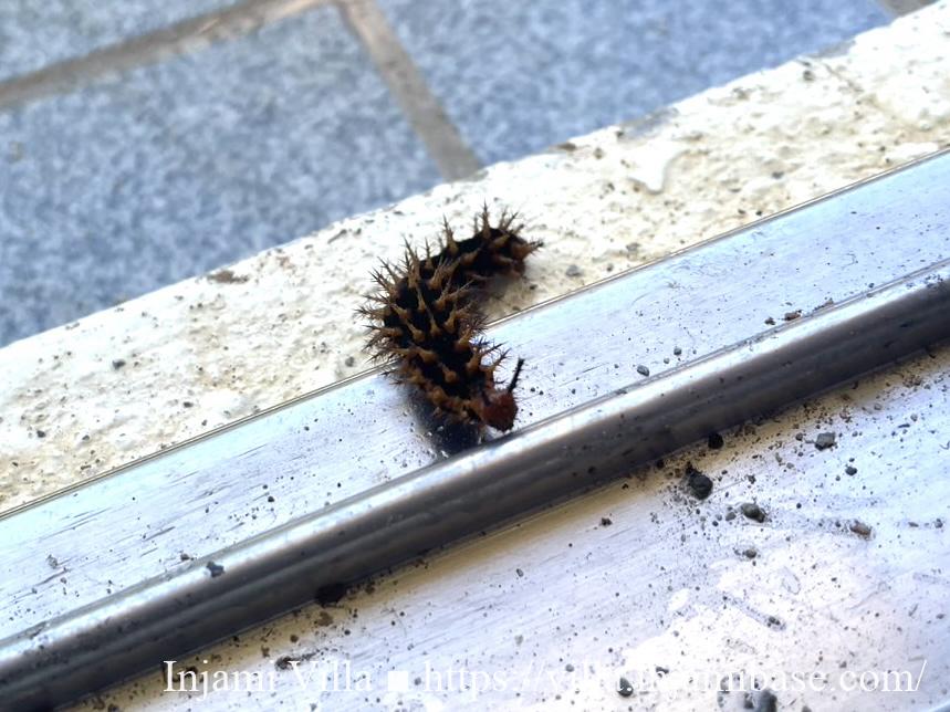 建物の出入口付近で見かけたトゲのある黒い幼虫