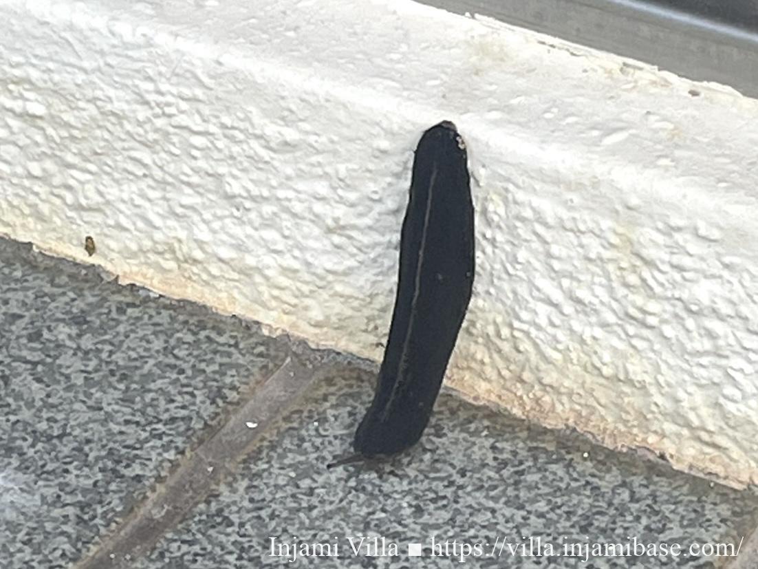 建物の外壁付近で見かけた黒いナメクジ